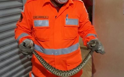 Cascavel é encontrada dentro de residência em Araguari