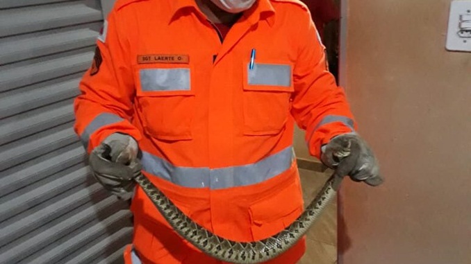 Cascavel é encontrada dentro de residência em Araguari