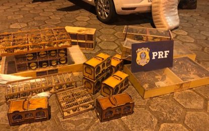 PRF apreende 270 pássaros da fauna brasileira na BR-116 em Teófilo Otoni