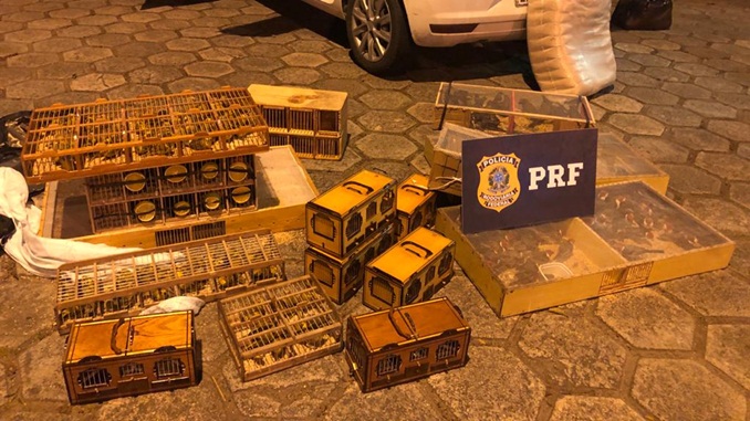 PRF apreende 270 pássaros da fauna brasileira na BR-116 em Teófilo Otoni