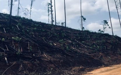 Polícia Militar de Meio Ambiente autua causador de queimadas em Piranga