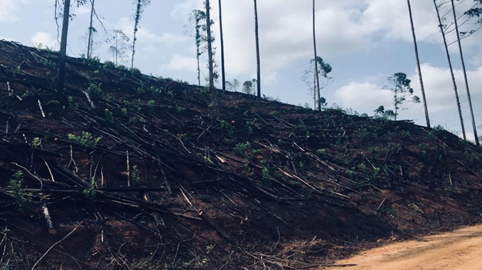 Polícia Militar de Meio Ambiente autua causador de queimadas em Piranga