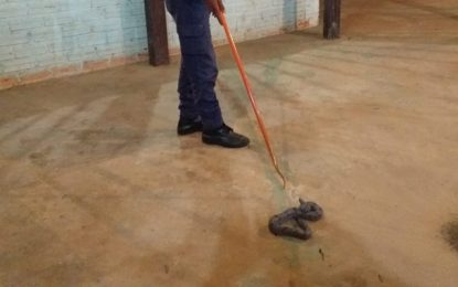 Bombeiros capturam jiboia em lanchonete na cidade de Três Marias