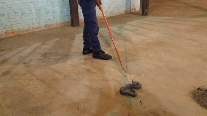 Bombeiros capturam jiboia em lanchonete na cidade de Três Marias