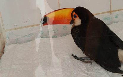 Bombeiros resgatam tucano em quintal de residência no bairro Caiçaras