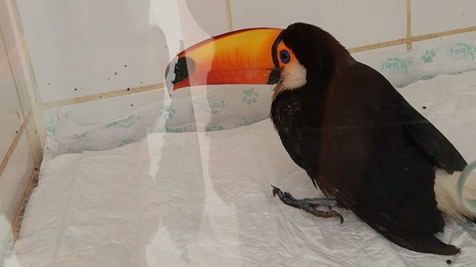 Bombeiros resgatam tucano em quintal de residência no bairro Caiçaras