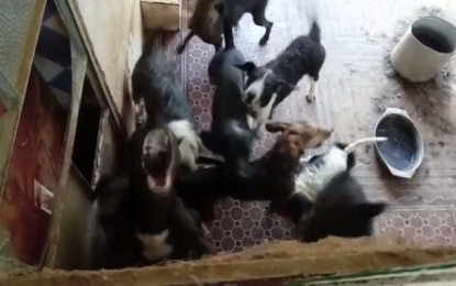 Polícia Militar de Meio Ambiente resgata 72 cães em situação de maus tratos e prende autor em Tiradentes