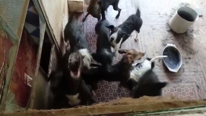 Polícia Militar de Meio Ambiente resgata 72 cães em situação de maus tratos e prende autor em Tiradentes