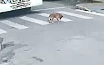 Indignação nas redes sociais: ônibus atropela cachorro no Centro de Barbacena