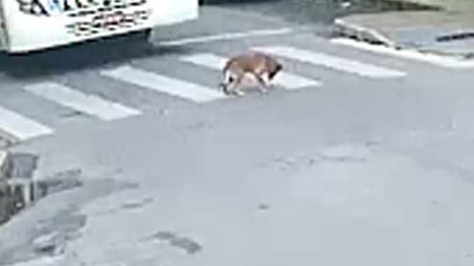Indignação nas redes sociais: ônibus atropela cachorro no Centro de Barbacena