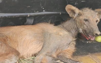 Lobo-Guará é resgatado em fazenda próximo ao povoado do Cedro, zona rural de São João Del-Rei