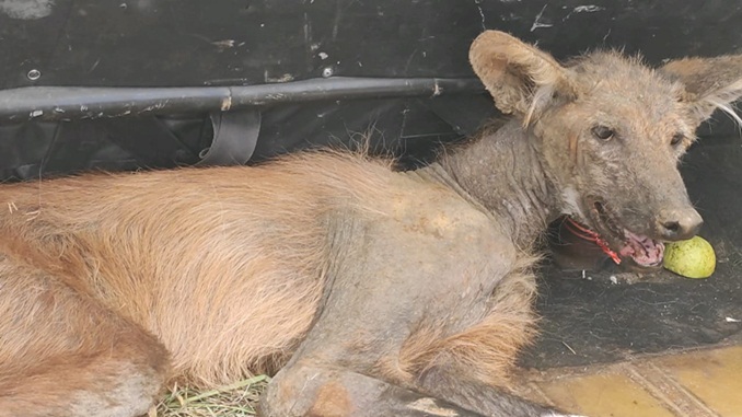Lobo-Guará é resgatado em fazenda próximo ao povoado do Cedro, zona rural de São João Del-Rei