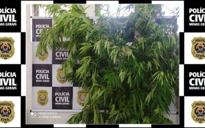 Polícia Civil apreende pés de maconha de 2,70 metros de altura em Barbacena