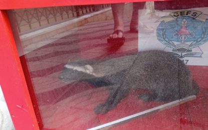 Bombeiros capturam Furão em residência no bairro Boa Morte, em Barbacena