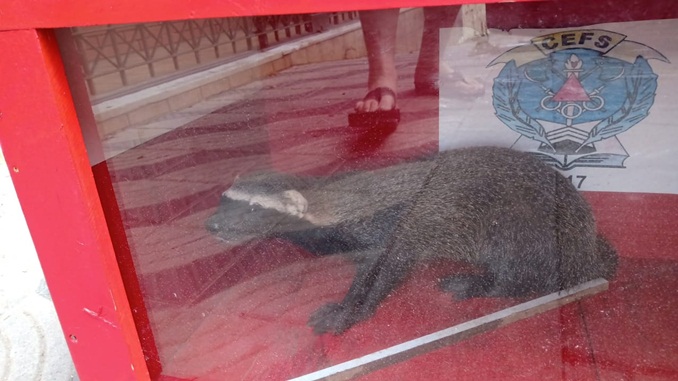 Bombeiros capturam Furão em residência no bairro Boa Morte, em Barbacena