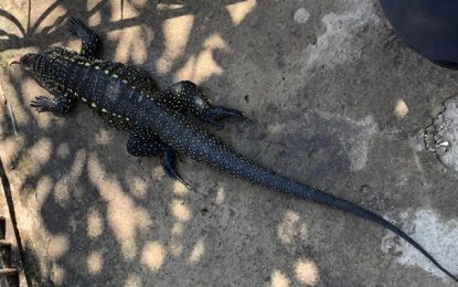 Corpo de Bombeiros registra aumento em ocorrências de resgates de animais em 2020