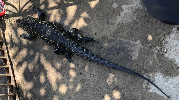 Corpo de Bombeiros registra aumento em ocorrências de resgates de animais em 2020