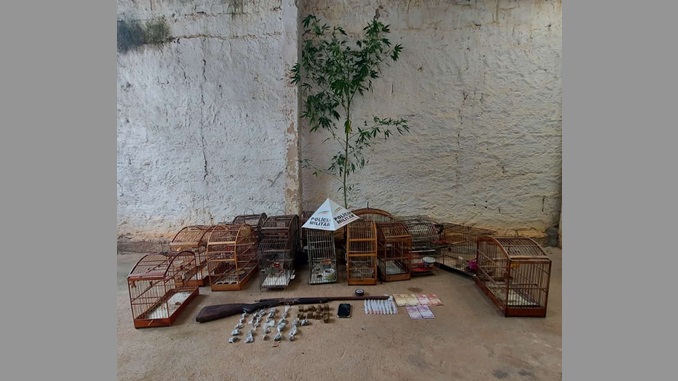 Operação PM resgata 16 pássaros da fauna silvestre, apreende arma, drogas e pé de maconha, em Porto Firme/MG