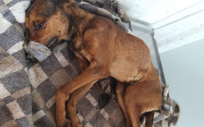 Bombeiros resgatam cão que ficou dois dias preso em um buraco, em Alfredo Vasconcelos