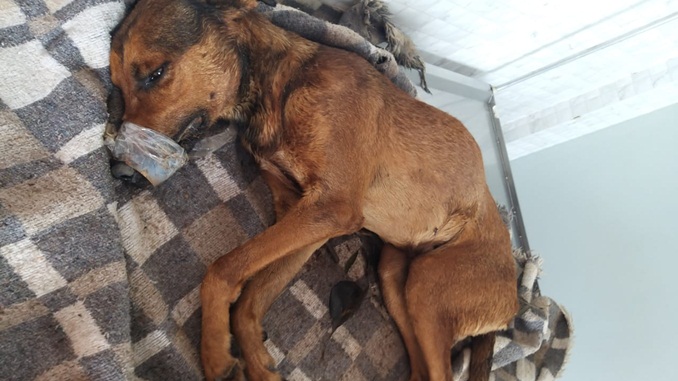 Bombeiros resgatam cão que ficou dois dias preso em um buraco, em Alfredo Vasconcelos