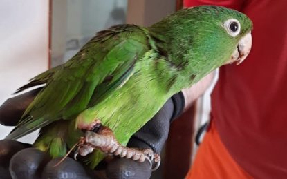 Maritaca é resgatada presa em linha chilena, em São João Del-Rei