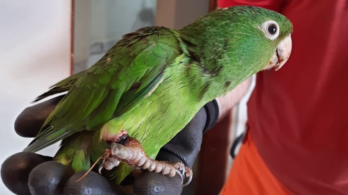 Maritaca é resgatada presa em linha chilena, em São João Del-Rei