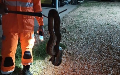 Bombeiros capturam jiboia que foi jogada de veículo