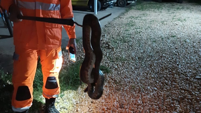Bombeiros capturam jiboia que foi jogada de veículo