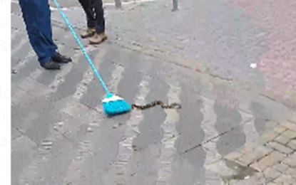 Cobra Jaracuçu assustou transeuntes no camelódromo, em Barbacena