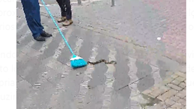 Cobra Jaracuçu assustou transeuntes no camelódromo, em Barbacena