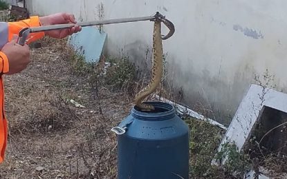 Bombeiros capturam cascavel de grande porte