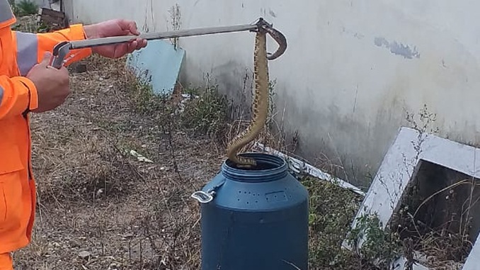 Bombeiros capturam cascavel de grande porte