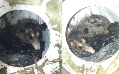 Bombeiros capturam gambás em residência no bairro Bom Pastor, em São João del-Rei