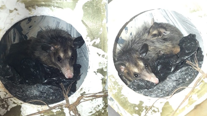 Bombeiros capturam gambás em residência no bairro Bom Pastor, em São João del-Rei