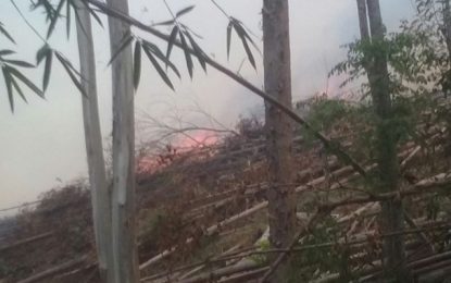 Polícia Militar de Meio Ambiente prende autores de incêndio florestal