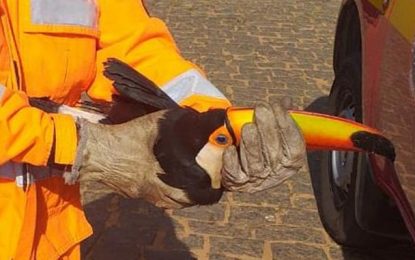 Bombeiros resgatam tucano ferido em comunidade rural