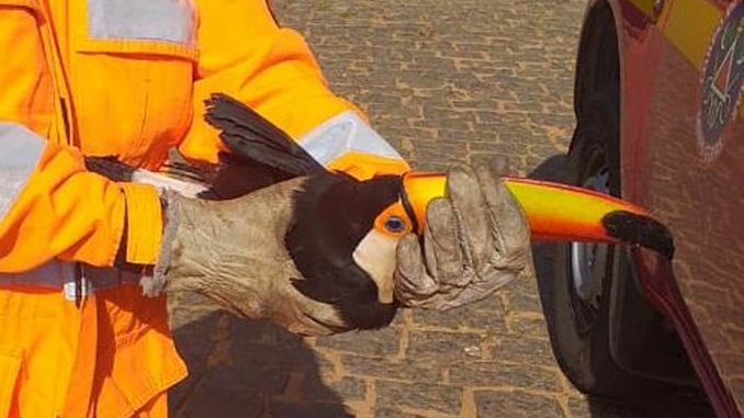 Bombeiros resgatam tucano ferido em comunidade rural