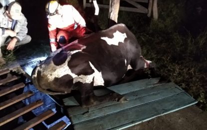 Bombeiros resgatam vaca na localidade do Galego, zona rural de Barbacena