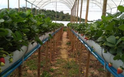 Epamig e Emater-MG se unem à Rede Morangos do Brasil para desenvolver variedades adaptadas do fruto