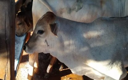 Produtores têm até junho para vacinar bezerras contra brucelose em Minas Gerais