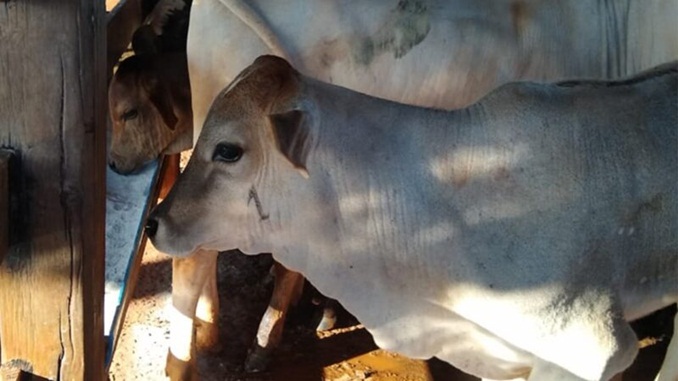 Produtores têm até junho para vacinar bezerras contra brucelose em Minas Gerais