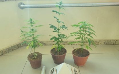 Polícia Militar apreende pés de maconha em Barbacena