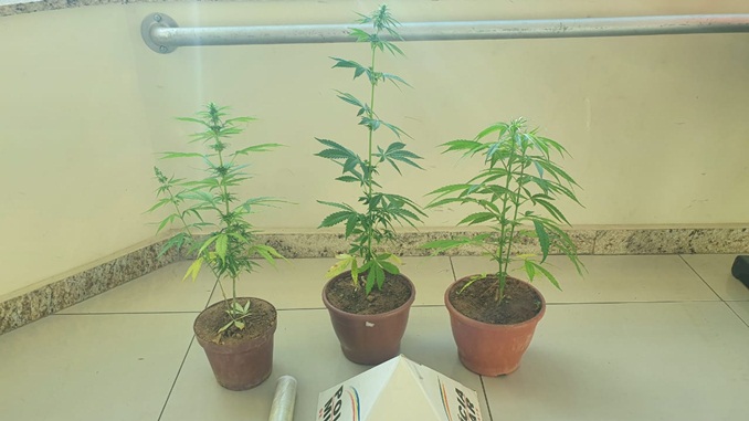 Polícia Militar apreende pés de maconha em Barbacena