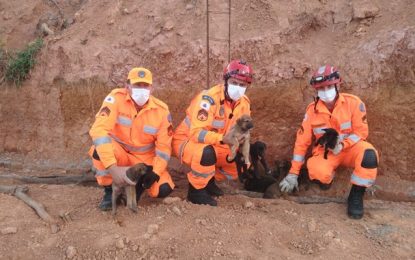 Bombeiros resgatam cadela com 13 filhotes