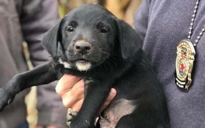 Polícia Civil prende homem suspeito de maus tratos a animais em Oliveira Fortes
