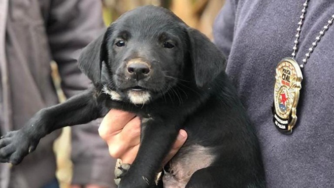 Polícia Civil prende homem suspeito de maus tratos a animais em Oliveira Fortes