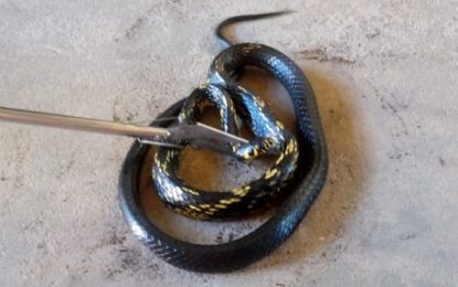 Bombeiros capturam cobra de grande porte no Distrito do Rio das Mortes