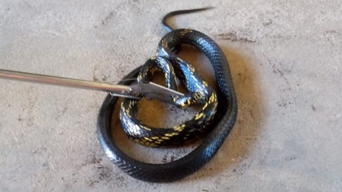 Bombeiros capturam cobra de grande porte no Distrito do Rio das Mortes