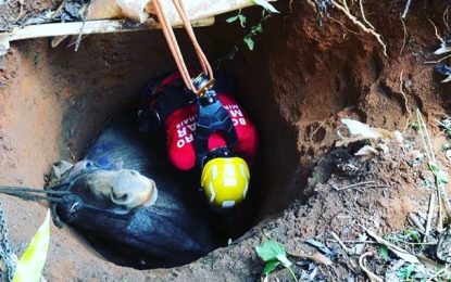 Corpo de Bombeiros salva cavalo preso em cisterna em Ipaba