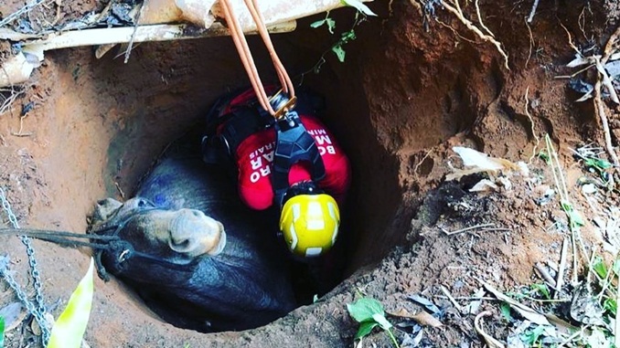 Corpo de Bombeiros salva cavalo preso em cisterna em Ipaba